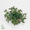 Persi Capitata