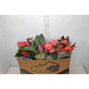 ANTHURIUM VARIADO P15