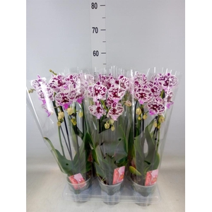 Phalaenopsis  'Elegant Cascade'