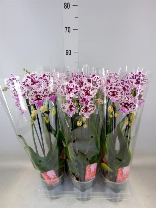 <h4>Phalaenopsis  'Elegant Cascade'</h4>