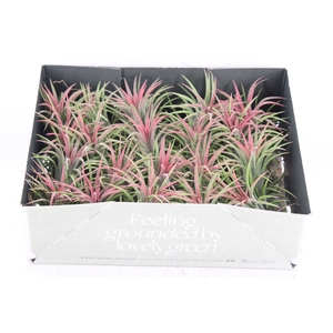 arr3 CP - Till. Ionantha rood x20