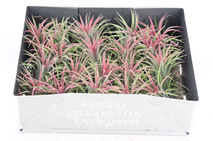 <h4>arr3 CP - Till. Ionantha rood x20</h4>