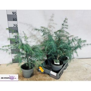 CEDRUS DEODARA