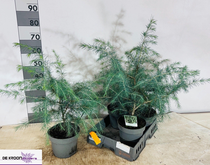 <h4>CEDRUS DEODARA</h4>