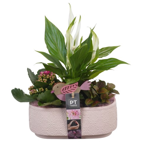 <h4>PTIB6325 Arrangementen kamerplanten</h4>