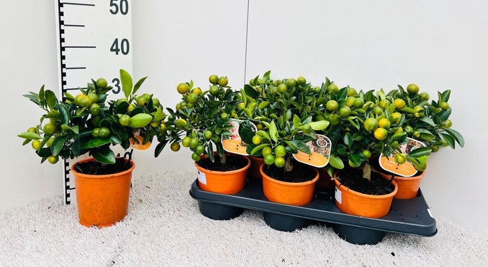 <h4>CITR MICROCARPA</h4>