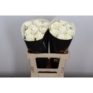 Wax-Rozen Wax Wit w2