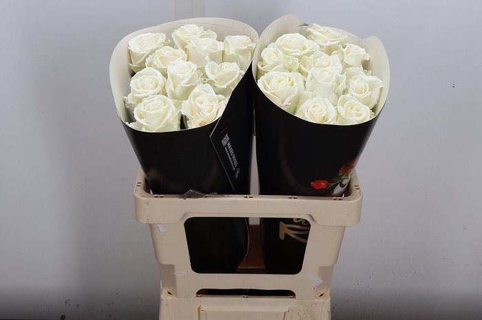 <h4>R Ov Wx Wit W2</h4>