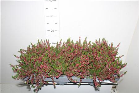 <h4>Callu Wibos Rot</h4>