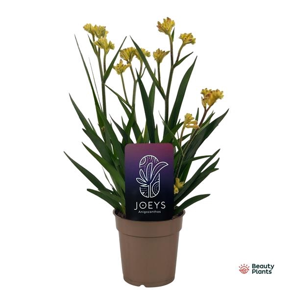 <h4>Anigozanthos overig</h4>