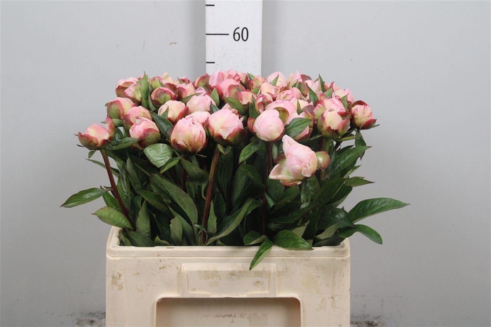 <h4>Paeo Gardenia</h4>