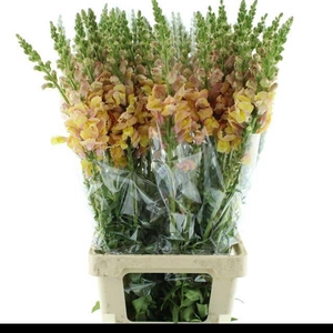 ANTIR OP LEGEND DOUBLE APRICOT