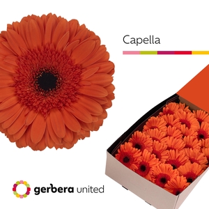 Gerbera Capella Doos