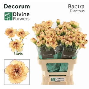 Di St Bactra Divine