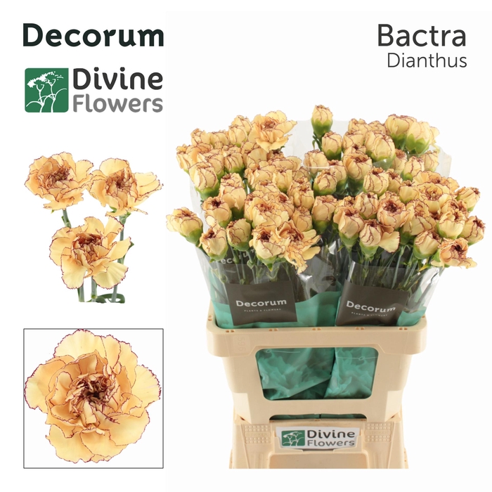 <h4>Di St Bactra Divine</h4>