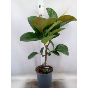 Ficus elastica 'Cloe'