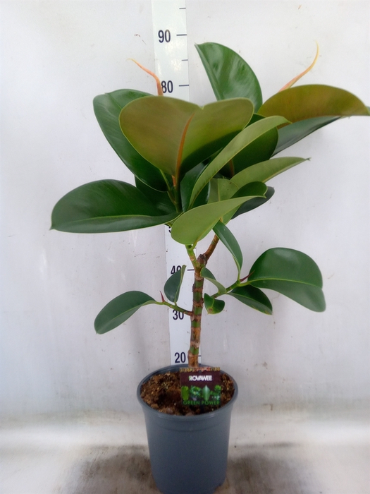 <h4>Ficus elastica 'Cloe'</h4>