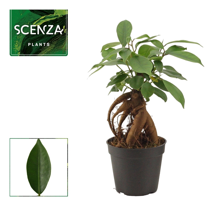 <h4>FIC MI GINSENG</h4>