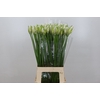 Nerine Biancaneve