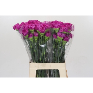 Dianthus St Tico Tico