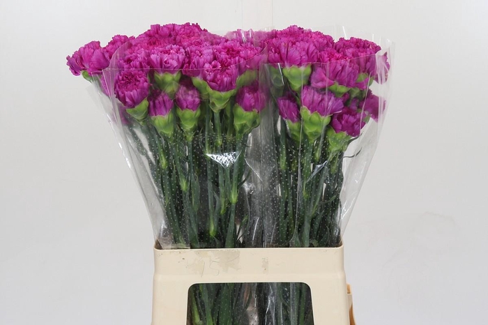 <h4>Dianthus St Tico Tico</h4>