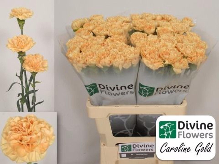 <h4>Dianthus ST 'Caroline Gold'</h4>