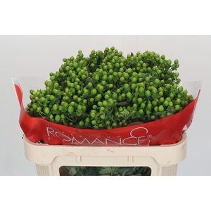 Hypericum Jungle Romance Spray