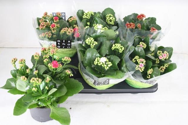 <h4>KAL GE GEM 4 KL</h4>