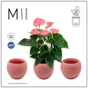 Mimesis Anthurium KARMA Pink - Bolivia Pink