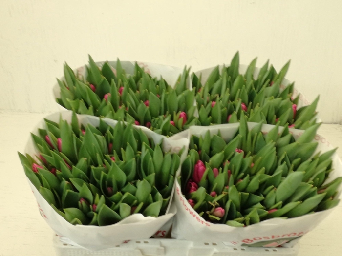 <h4>TU EN MEMPHIS</h4>