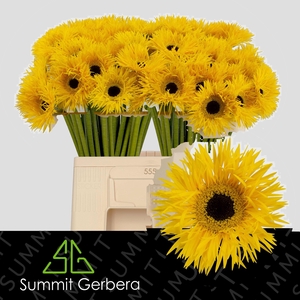 GE MS DUNGA