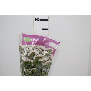 STATICE SINZII WHITE 080 CM