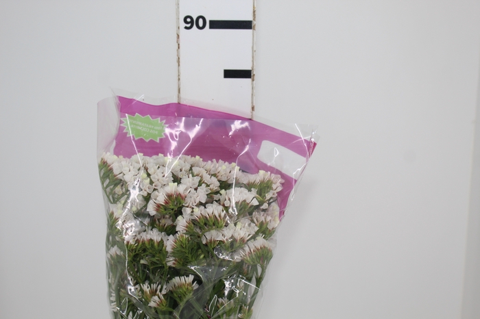 <h4>STATICE SINZII WHITE 080 CM</h4>