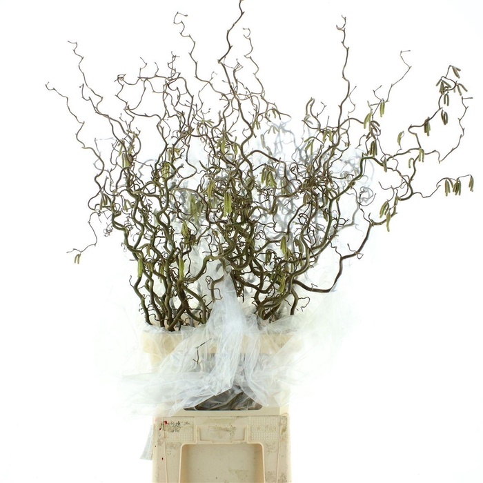 <h4>Coryl Av Contorta</h4>