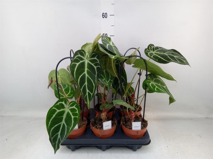 <h4>Anthurium   ...</h4>