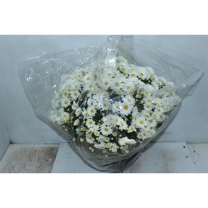 CRISANTEMO BOLA BELGA C21 BRANCO