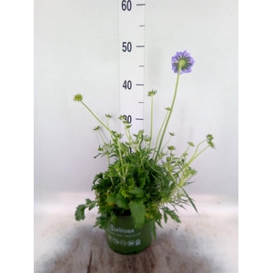 Scabiosa columb.