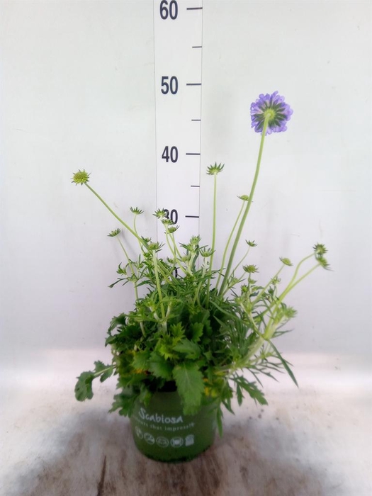 <h4>Scabiosa columb.</h4>