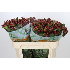 Hypericum Magical Seasons