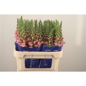 Antirrhinum Nl. Pink Opus