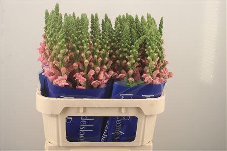 <h4>Antirrhinum Nl. Pink Opus</h4>