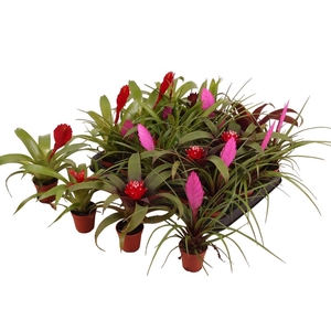 Bromelia gemengd