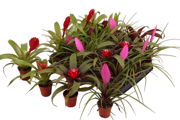 <h4>Bromelia gemengd</h4>
