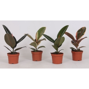 Ficus elas. gemengd 4 soorten