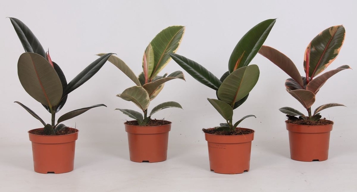 <h4>Ficus elas. gemengd 4 soorten</h4>