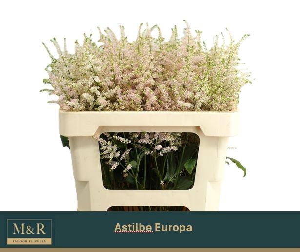 <h4>ASTIL JA EUROPA</h4>