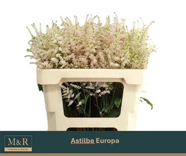 <h4>ASTIL JA EUROPA</h4>