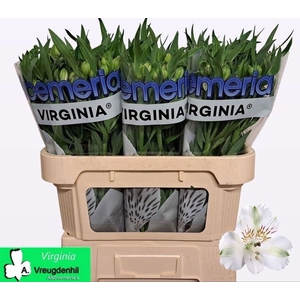 ALSTR VIRGINIA