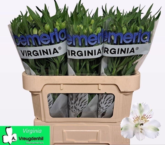 <h4>ALSTR VIRGINIA</h4>