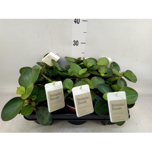 Peperomia clusiifolia 'Red Margin'